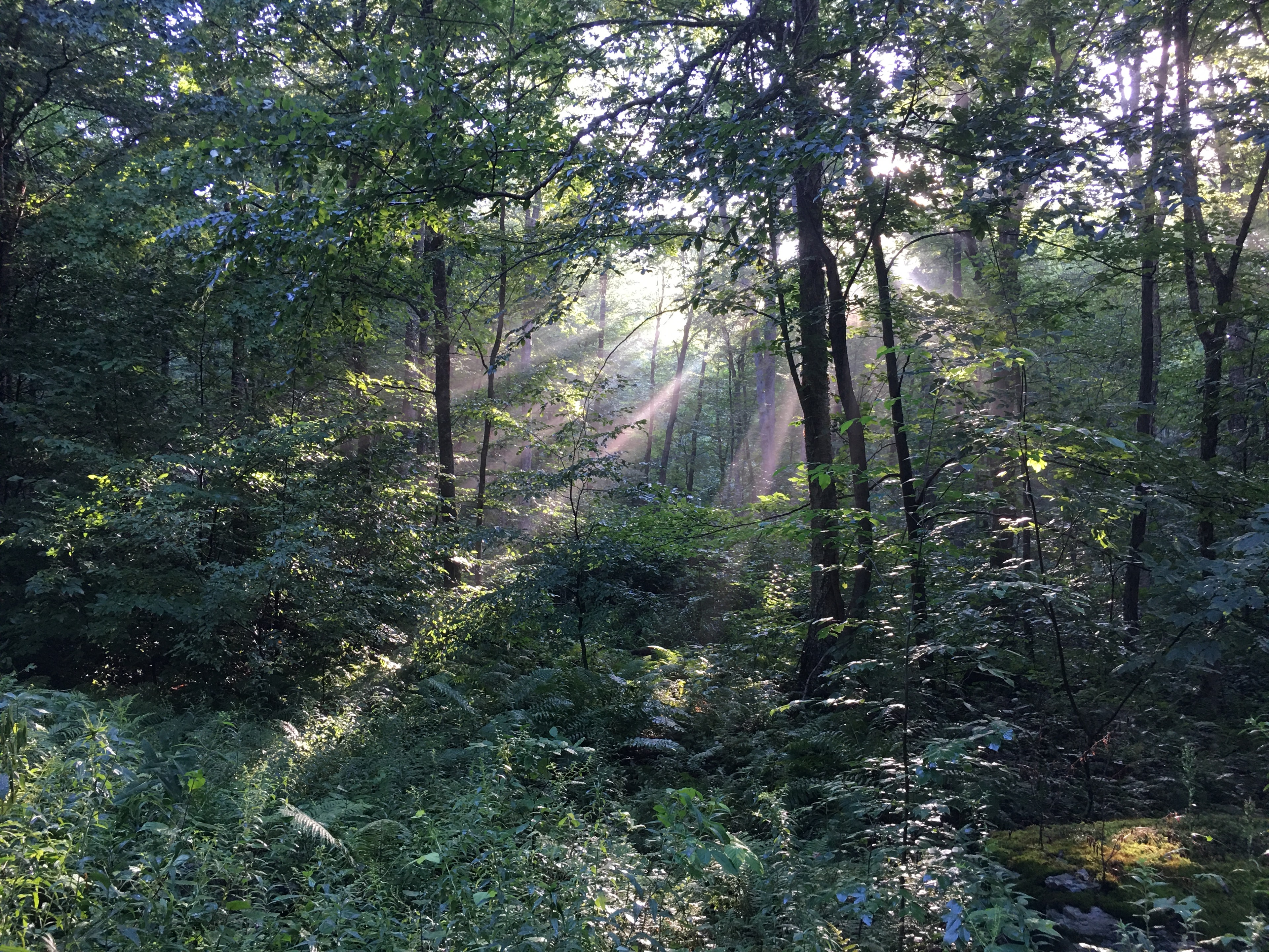 Sunlight streaming through a lush forest
