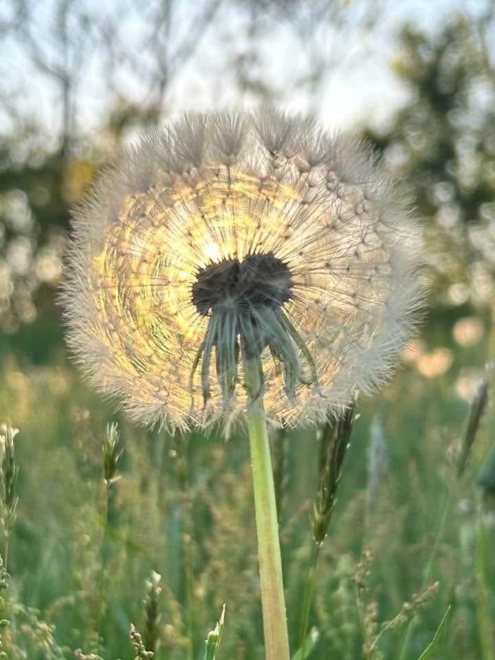 Backlit dandelion representing Reiki energy healing